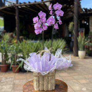 Orquídea Phalaenopsis Rosa