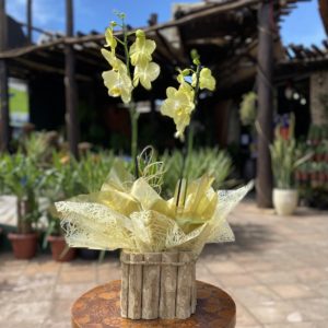 Orquídea Phalaenopsis Amarela