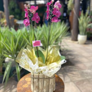 Orquídea Phalaenopsis Pink