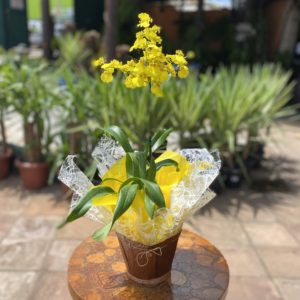 Orquídea Chuva de Ouro