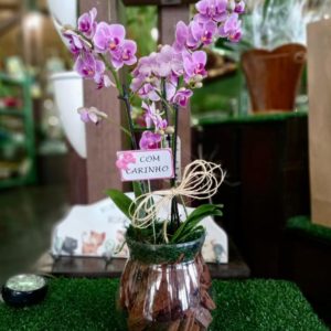 Orquídea Phalaenopsis Rosa Mini