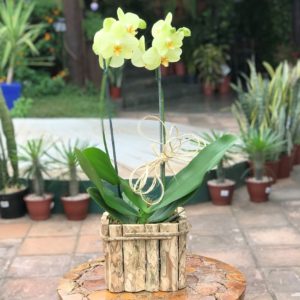 Orquídea Phalaenopsis Amarela
