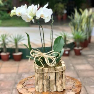Orquídea Phalaenopsis Branca