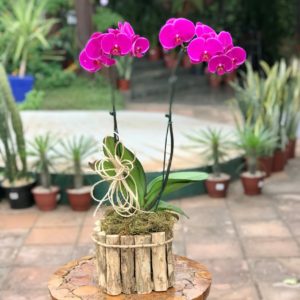 Orquídea Phalaenopsis Pink