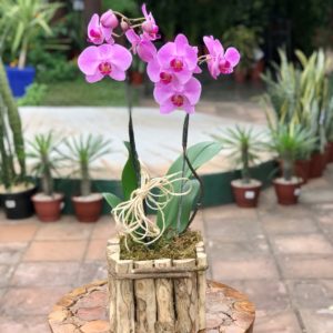 Orquídea Phalaenopsis Rosa
