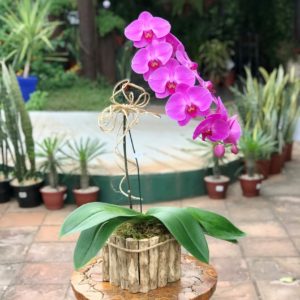 Orquídea Phalaenopsis Cascata Rosa