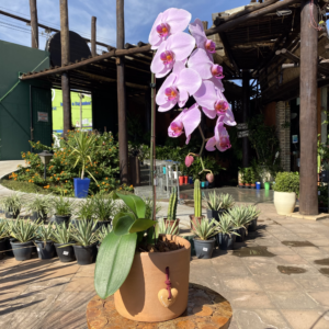 Assinatura Floral - Orquídea Cascata